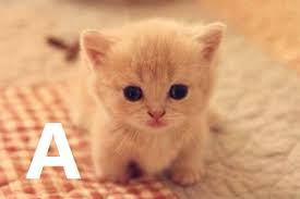 Nama kucing jantan dan betina yang bagus bahasa arab dunia fauna hewan binatang tumbuhan dunia fauna hewan. 121 Nama Kucing Awalan Huruf A Yang Lucu Bagus Dan Populer Gerava Com