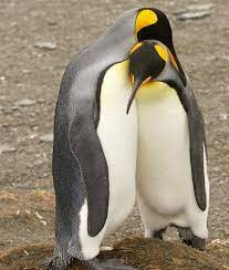 12 Animals That Mate For Life Mom Me Penguins Animal Hugs Animals Mating