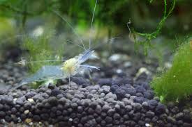 Shrimp can live from 1 to 7 years depending on the species but some just breed and die. Pregnant Ghost Shrimp What To Look For Guide
