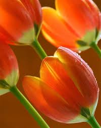 Flowers Closeups Feel The Beauty High Resolution Images Free Download Flowers Closeups Feel The Beauty High Resolution Pict Tulips Beautiful Flowers Flowers