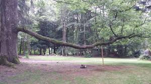 An Ancient Tree Branch Been Supported By Wooden Stakes Picture Of Englischer Garten Eulbach Michelstadt Tripadvisor