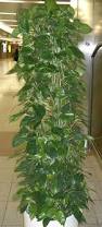 Image result for Epipremnum en casa
