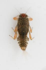 Image result for Brownleea maculata