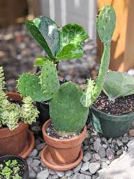 One of the fields has prickly pear cactus in it and this is in west virginia, not texas. Prickly Pear Cactus Care How To Grow Prickly Pear Cactus