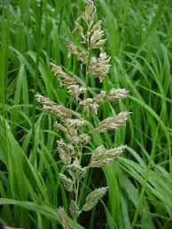 A wetland bank project in ottertail county has had success mowing reed canary grass in september followed by an early. Species Profile Phalaris Arundinacea