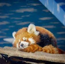 Please Follow Iloveredpandas Rest Time Redpanda Panda Cutebear Bear Animal Firefox Panda Pandabear Red Panda Red Panda Cute Cute Animals