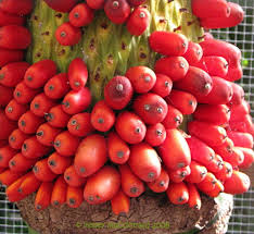 Time lapse video of perry t. Plantfiles Pictures Titan Arum Bunga Bangkai Corpse Flower Amorphophallus Titanum 1 By Kell