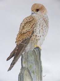Common Kestrel Watercolour Painting By A Wiggins Painting Art Birds
