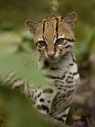 Ocelot Felis Pardalis Sitting Among Plants Amazon Rainforest Ecuador Rainforest Animals Animals Beautiful Cute Animals