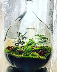 terrarium 34 liter terrarium bottle garden moss plant