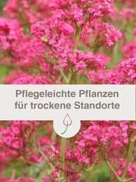 Pflanzen Fur Trockene Und Sonnige Standorte Blumen Fur Garten Pflegeleichte Pflanzen Pflanzen