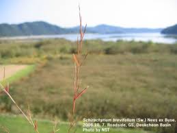 Image result for Schizachyrium brevifolium