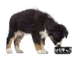 Just like in humans, a spasm in the diaphragm, the muscle under the lungs. Dog Hiccups Are Growing Pains That Some Puppies Must Endure