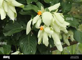 Image result for Mussaenda