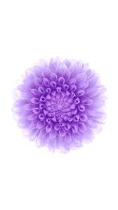 Iphone 6 Wallpaper Flower Iphone Wallpaper Iphone 5s Wallpaper Purple Wallpaper Iphone