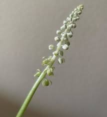 Image result for Xerophyta kirkii