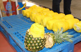 We did not find results for: Spanish Police Find An Unusual Cocktail From Costa Rica Pineapple And Cocaine Q Costa Rica