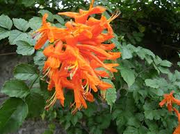 Image result for Tecomaria capensis