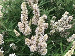 Image result for Vitex