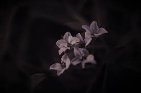 Semua tentang lukisan ini adalah gambaran betapa indahnya alam yang ada di seluruh dunia. Wallpaper Lampu Gelap Bunga Bunga Alam Ungu Bunga Putih Mekar Musim Semi Buatan Menanam Flora Kegelapan Daun Bunga Bunga Liar Wallpaper Komputer Merapatkan Fotografi Makro Batang Tanaman Hidup Masih Fotografi 1600x1063 Px