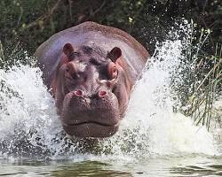Image of Katavi National Park floodplains