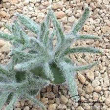 Image result for Eriospermaceae