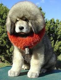 Petyourdog Com Pet Your Dog Cute White Tibetan Mastiff Puppy Tibetan Mastiff Puppy Cute Dogs Dog Breeds