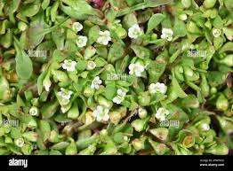 Image result for Montia fontana