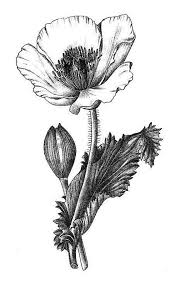Filter by editor compatible editor compatible details. 50 Easy Flower Pencil Drawings For Inspiration Wildflower Drawing Poppy Drawing Pencil Drawings Of Flowers