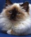 Birman Cat Breed Information, Pictures, Characteristics ...
