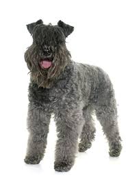 We encourage and promote responsible and ethical ownership and breeding of purebred kerry blue terriers. Kerry Blue Terrier Breeders Puppies And Breed Information Dogs Australia