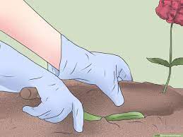 Growing poppies in your garden. How To Grow Poppies With Pictures Wikihow
