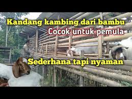 Ada 3 hal yang perlu dulur lakukan dalam fermentasi pakan kambing bisa didapatkan dari limbah pertanian dan limbah organik di sekitar kita. Kandang Kambing Dari Bambu Cocok Untuk Pemula Kandang Kambing Panggung Youtube