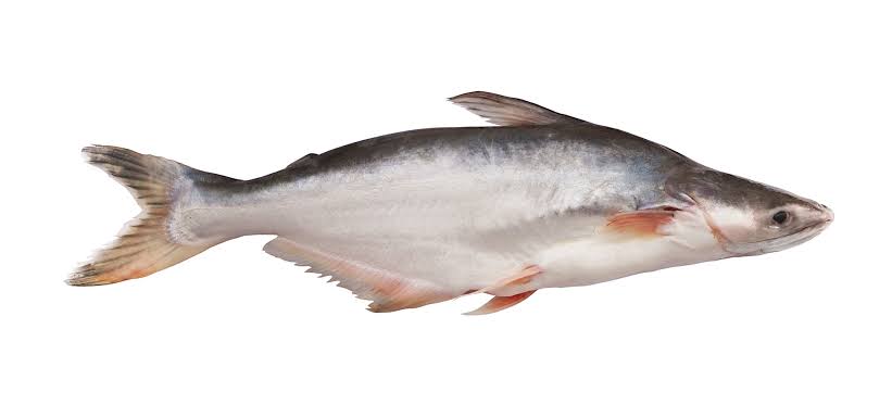 Pangasius – family of the giant catfish
