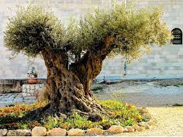 A 2000 Year Old Olive Tree In Israel Probably Lived In The Time Of Jesus Tree Unique Trees Olive Tree