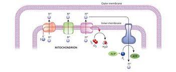 Check spelling or type a new query. Mitochondria Cell Energy Atp Synthase Learn Science At Scitable