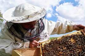 Nectar, which is mostly water, provides some of the needed moisture in a colony, but not nearly all of it, and certainly not enough. Urban Beekeeping Be A Backyard Beekeeper Mother Earth News