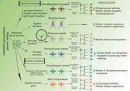 Robotic technology seems an attractive approach to eliminate pests given that it should have fewer long‐term effects on the environment compared to pesticides or crispr‐based gene drive (gd). Crispr Cas9 Mediated Genetic Modifications In Mosquitoes The Figure Download Scientific Diagram