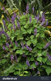 Image result for Plectranthus fruticosus