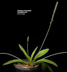 Image result for Plantaginaceae