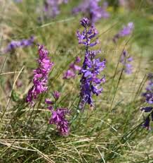 Image result for Polygala macrostigma