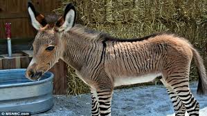 We did not find results for: Meet Ippo A Charming Zonkey Who Is Half Zebra Half Donkey Horse Spirit