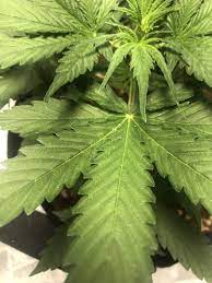 The most telling sign of a cannabis plant suffering from cannabis leaf septoria is the formation of yellow and brown spots on the upper and lower sides of your plant's leaves. White Spots On Leaves Thcfarmer Cannabis Cultivation Network