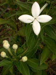Bouvardia Flower Key Best Flower Wallpaper