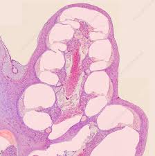 Image result for Cochlea