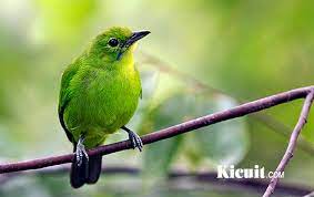 Mengenal Lebih Jauh Karakteristik Burung Cucak Ijo Mini