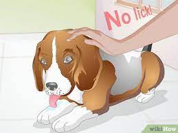 3 Ways To Stop Your Pet From Licking Lotions And Creams Wikihow
