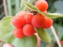 Image result for Cissampelos mucronata