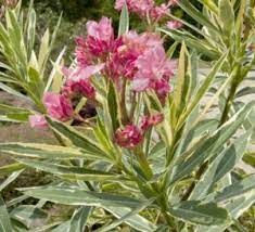 Twist Of Pink Variegated Oleander Variegated Oleander Plant Care
