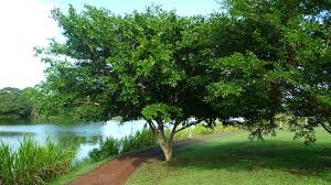 Image result for Albizia zygia